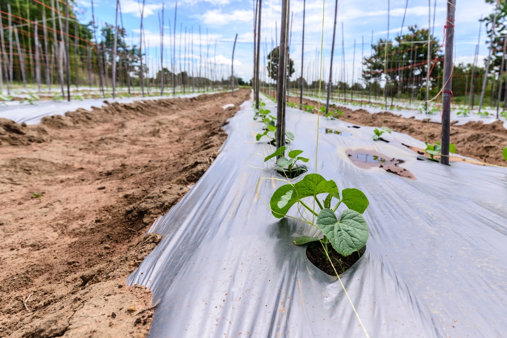 Plasticulture-agriculture-film-shutterstock_313839947